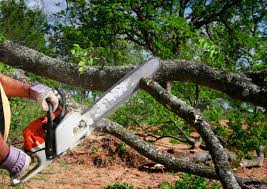 Pajaro, CA Tree Removal and Landscaping Services Company